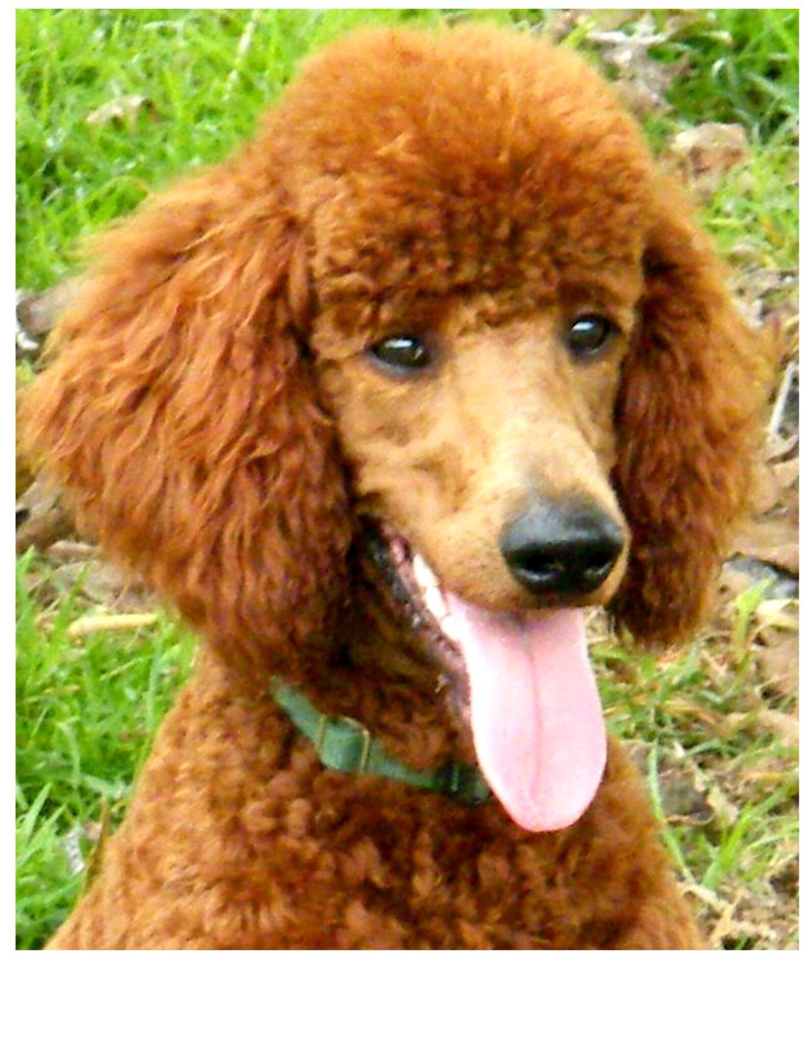 POODLE Apricot Standard Head Dog on One 16 inch Square Etsy