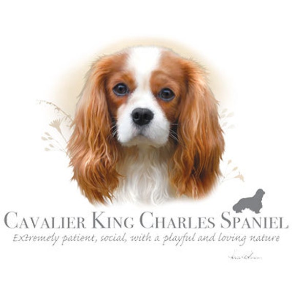cavalier king charles x
