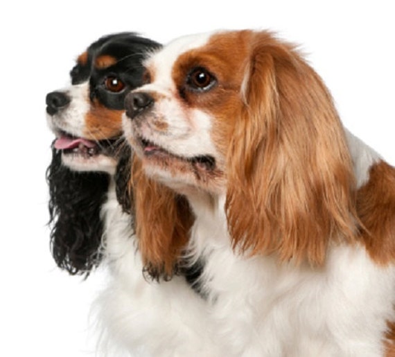 99 Colors Of King Charles Cavaliers L2sanpiero