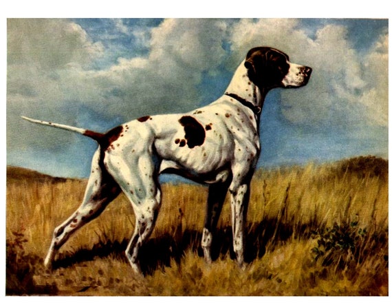 pointer hunting dog