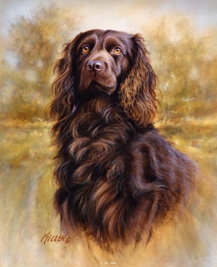 Boykin Spaniel Dog Hunting On One 16 Inch Square Fabric Panel Etsy Boykin Spaniel Dog Hunting On One 16 Inch Square Fabric Panel Etsy