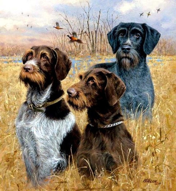 german wirehaired pointer colors