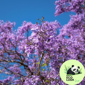20Pcs Jacaranda Blue Flower Tree, Easy to Grow