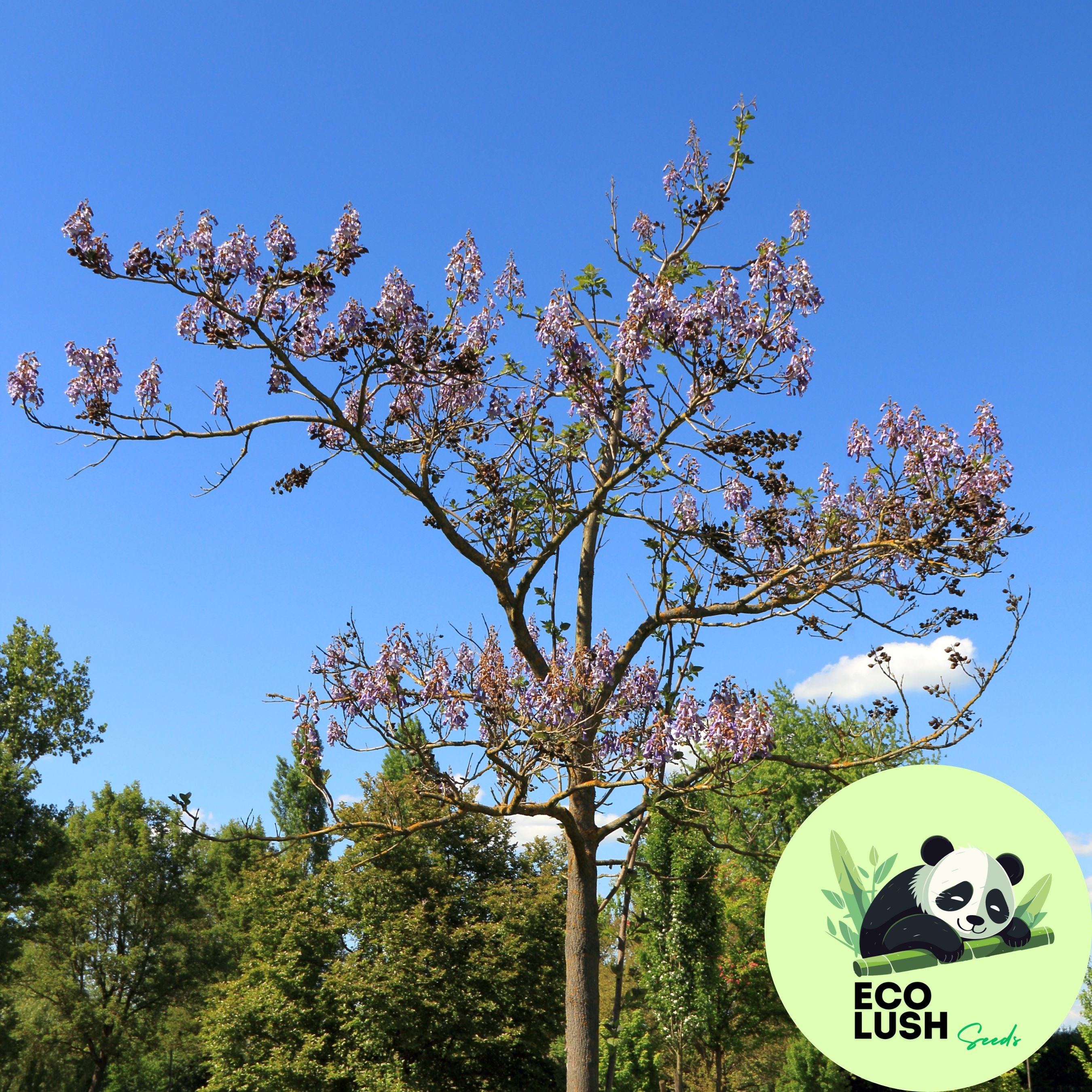 100 Semi Di Paulownia Tomentosa (Albero Principessa) - Crescita Rapida, Resistente Al Freddo - Foto 6
