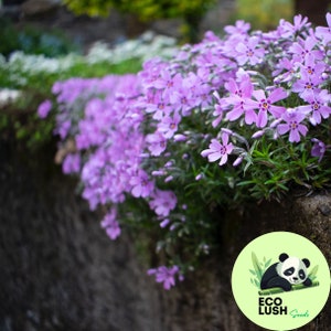50Pcs Rockcress Ground Cover Carpet (Aubrieta Hybrida Graeca) Flower Seeds