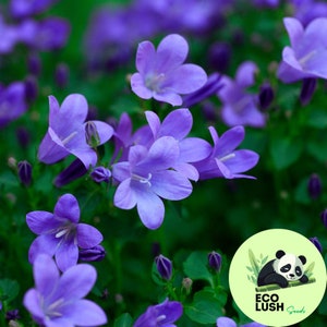 50Pcs Violet Bellflower Superba Flower Seeds