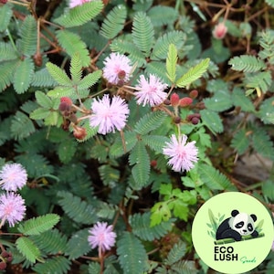 50 szt. Mimosa Pudica Linn Bashful Grass Seeds