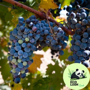 20Pcs Persian Blue Grape Seeds