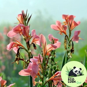 50Pcs Gladiolus Flower Seeds Pack