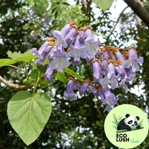 50 Stück königliche Hoheit Kaiserin Baumsamen (Paulownia tomentosa), Blumensamen