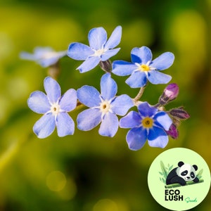 50Pcs Forget Me Not (Myosotis Sylvatica) Royal Blue Flower Seeds
