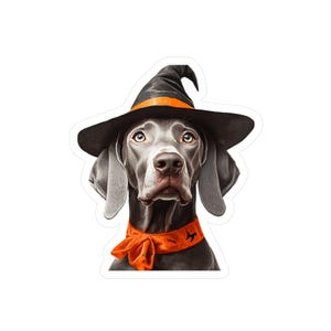 Op de afbeelding: Een grijze en witte hond die een zwarte heksenhoed draagt met een oranje lint. De hond kijkt omhoog en heeft een speelse uitdrukking.