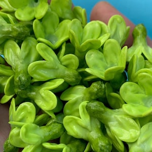 May include: A close-up of a collection of small, light green flower-shaped beads. The beads have a three-petal design and a textured surface. The background is a solid light blue.