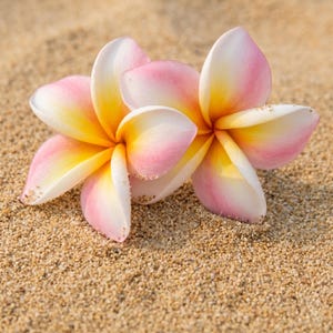 Peut inclure: Deux fleurs de frangipanier à cinq pétales chacune, présentant un dégradé de rose tendre sur les bords, passant au blanc et s'intensifiant vers un centre jaune vif. Les fleurs reposent sur une surface texturée de grains de sable brun clair.