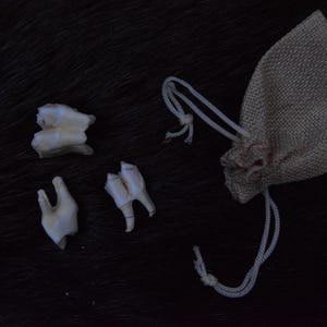 3x Red Deer teeth, animal teeth, deer teeth present, home decor, for crafts, incisors, DIY, magic, curiosity, oddity, NATURAL material
