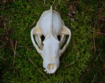 美！ ヨーロッパ アナグマ（European badger）の頭骨