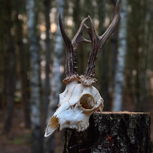 Einzigartiger Rehschädel, schöner Geweih, natürliches europäisches Dekor, Geschenk, Tierschädel, Hirschschädel, Weihnachtsgeschenk