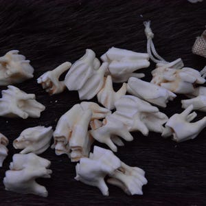 Red Deer teeth, animal teeth, deer teeth present, home decor, for crafts, incisors, DIY, magic, curiosity, oddity, NATURAL material