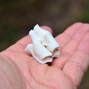 SINGLE Red Deer tooth, animal teeth, deer teeth present, home decor, for crafts, incisors, DIY, magic, curiosity, oddity, NATURAL material