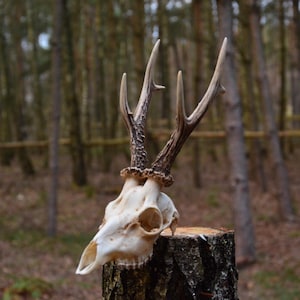 Einzigartiger Rehschädel, schöner Geweih, natürliches europäisches Dekor, Geschenk, Tierschädel, Hirschschädel, Weihnachtsgeschenk