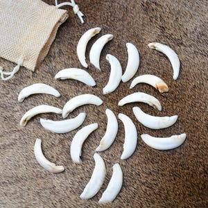 20x Half-Moon Shaped Teeth, Real animal teeth, Tooth, deer teeth collectibles, gift for nature lover, for crafts DIY, craft grade, present