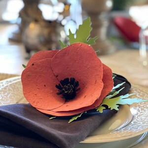 Favore del papavero seminato di fiori selvatici
