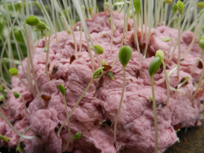 3 inch Handmade Paper Wildflower Seeded Paper Flower Favors 20 count