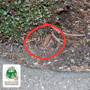 May include: A brown slug is hidden in the dirt and leaves near a green bush. The slug is circled in red.