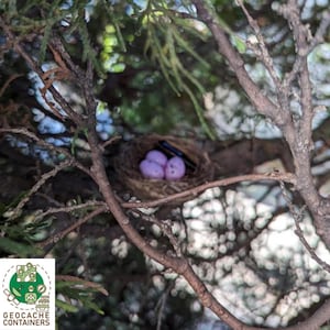 Puede incluir: Un primer plano de un nido de pájaro con tres huevos morados en su interior. El nido está hecho de ramitas y hojas y se encuentra en una rama de árbol.