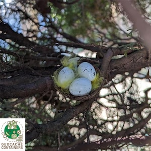 Puede incluir: Un pequeño nido de pájaro hecho de ramitas y forrado con plumas amarillas, que contiene cuatro huevos blancos moteados.