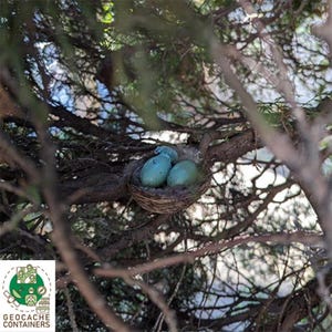 May include: A bird's nest nestled in a tree, containing two robin's eggs. The eggs are a vibrant turquoise color, contrasting with the brown woven nest and the surrounding branches. The image is a close-up shot, highlighting the natural details.