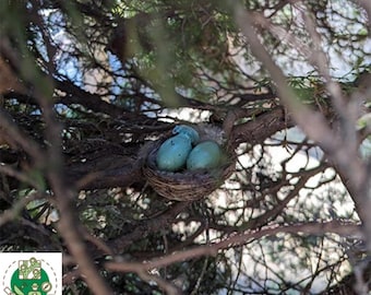 Nano Nests with 2 Plastic Eggs Geocache Container