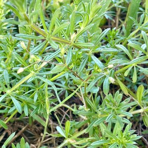 May include: Close-up of a patch of green plants with small, star-shaped leaves and tiny white flowers. The leaves have a slightly rough texture and are arranged in a radial pattern around the stems. The background is blurred, suggesting a natural outdoor setting.