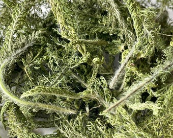 Dried Yarrow Leaf