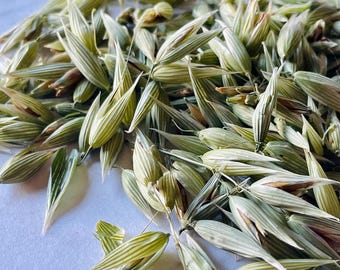 May include: A collection of dried oat stalks featuring elongated, pointed green and pale yellow husks. The individual oat grains are encased in slender, textured hulls with visible vertical striations, arranged in a loose, scattered cluster.