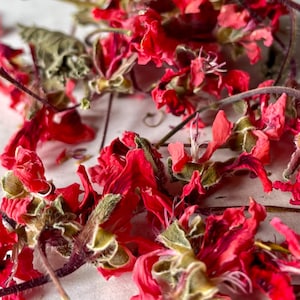 May include: Close-up of dried red flowers with green and brown accents. The petals are a vibrant red, with some showing a darker hue. The image shows the delicate texture of the dried flowers, with some leaves and stems visible. The flowers are scattered.