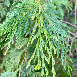May include: Close-up of vibrant green cedar foliage. The image showcases the intricate texture and detail of the leaves, with a focus on the fresh, new growth at the tips. The natural light highlights the varying shades of green.