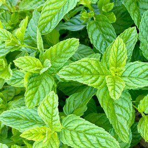 May include: Close-up of fresh green mint leaves. The leaves have a textured surface with visible veins. The image showcases the vibrant green color of the mint plant, with some leaves displaying lighter shades of green. The leaves are clustered together, creating a dense, natural pattern.