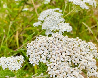Dried Yarrow Flower & Leaf - Organically Grown in California