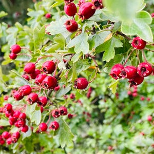 Dried Hawthorn Berries