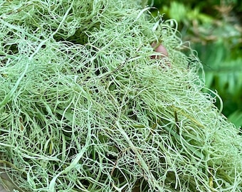 May include: Close-up of a pile of light green, stringy, and tangled Usnea lichen. The lichen has a delicate, almost thread-like appearance, with a slightly fuzzy texture. The background is blurred, suggesting a natural outdoor setting.