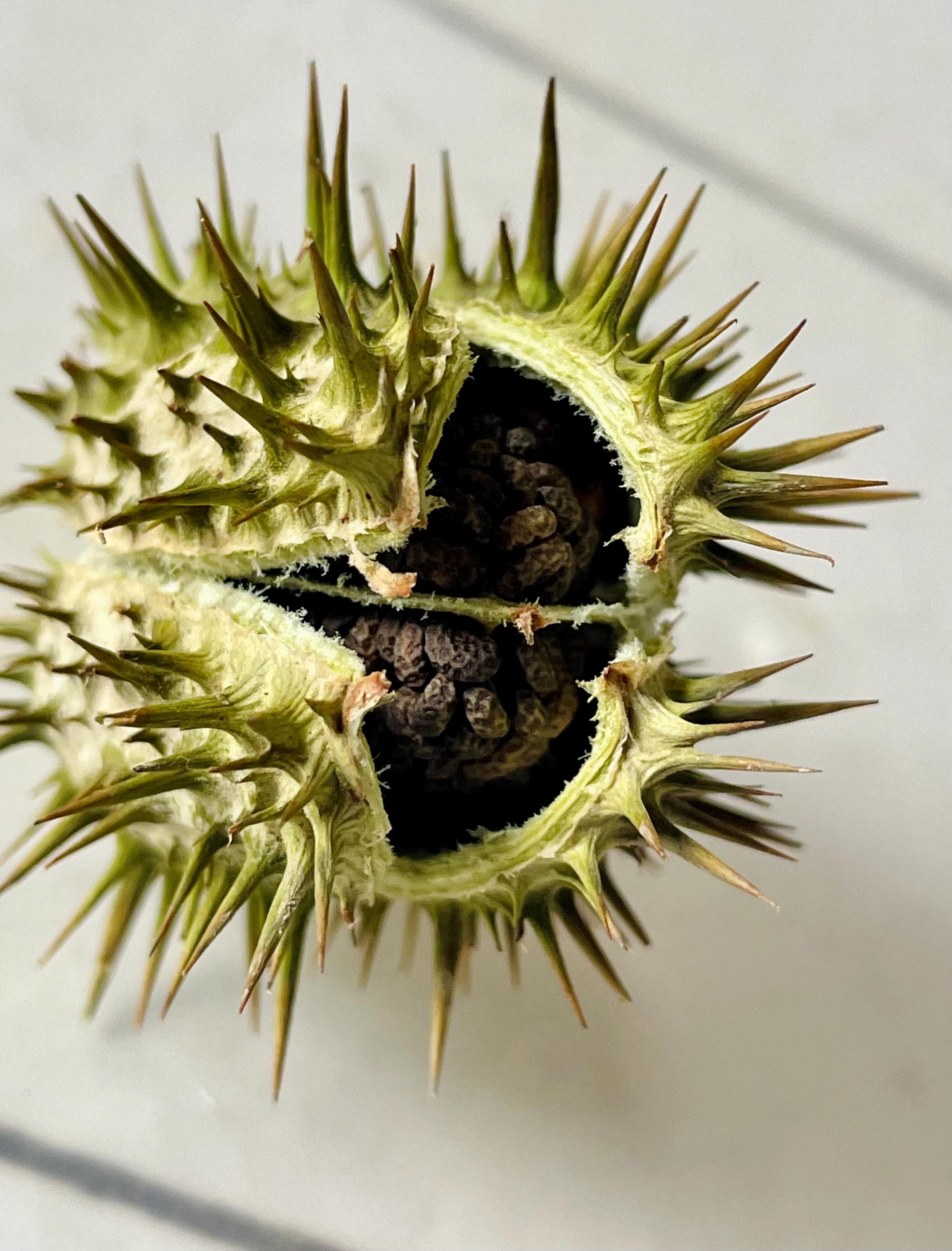 Dried Datura Seed Pod jimsoneed Devils Trumpet Thornapple Etsy dried-datura-seed-pod-jimsoneed-devils-trumpet-thornapple-etsy