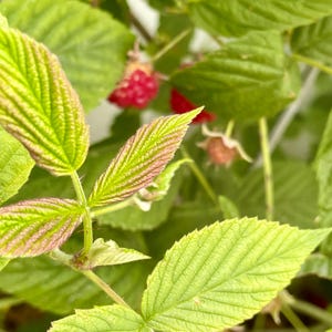 May include: Close-up of raspberry plant leaves and ripe red berries. The leaves are a vibrant green with pinkish-red edges, and the berries are a deep red color. The image captures the details of the plant's texture and the freshness of the fruit.