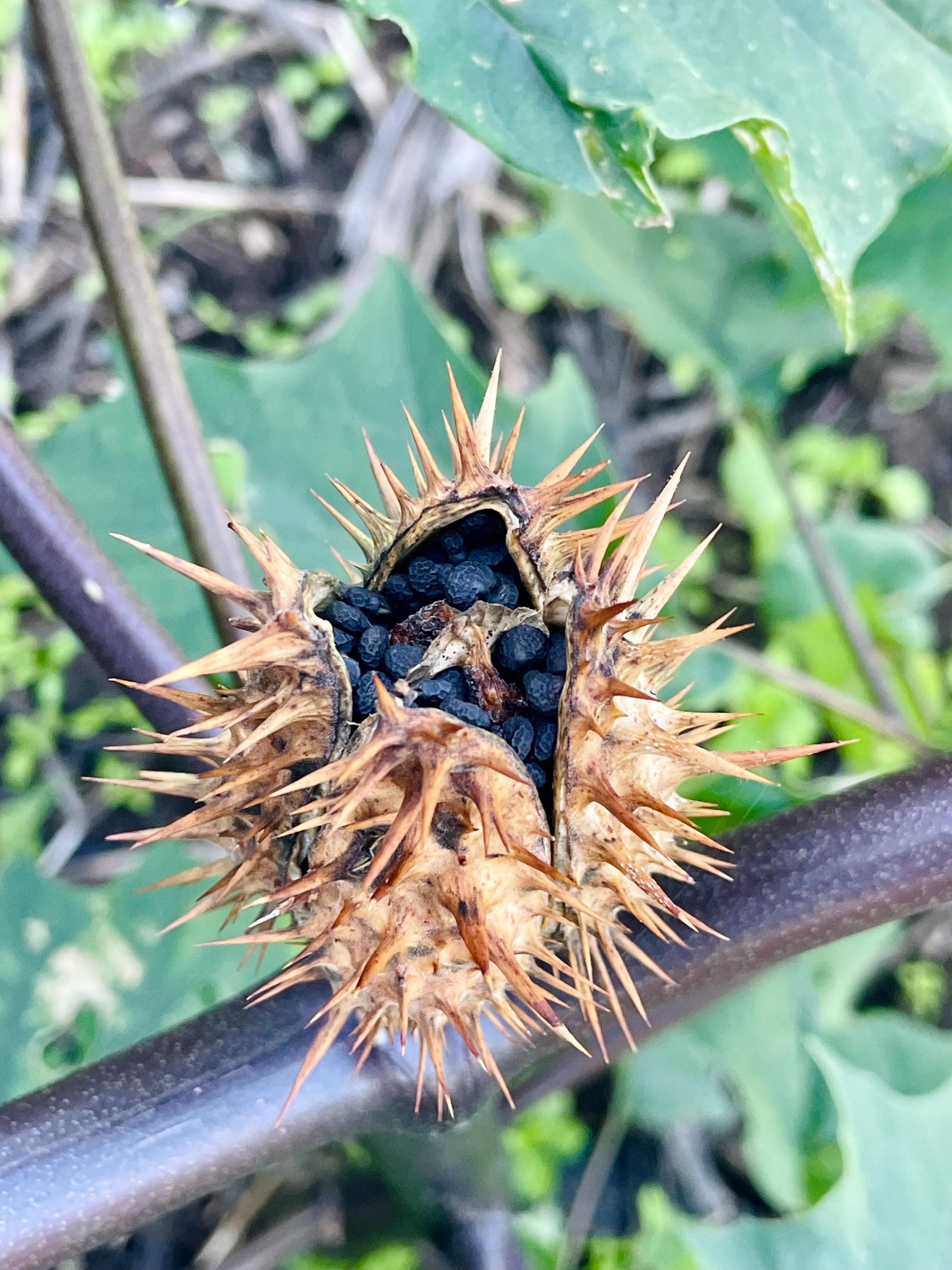 Datura出品 Dried Datura Seed Pod (jimsoneed, Devils Trumpet, Thornapple) - Etsy