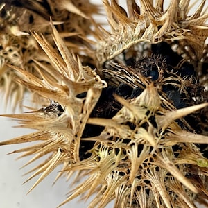 Dried Datura Seed Pod (Jimsoneed, Devils Trumpet, Thornapple)