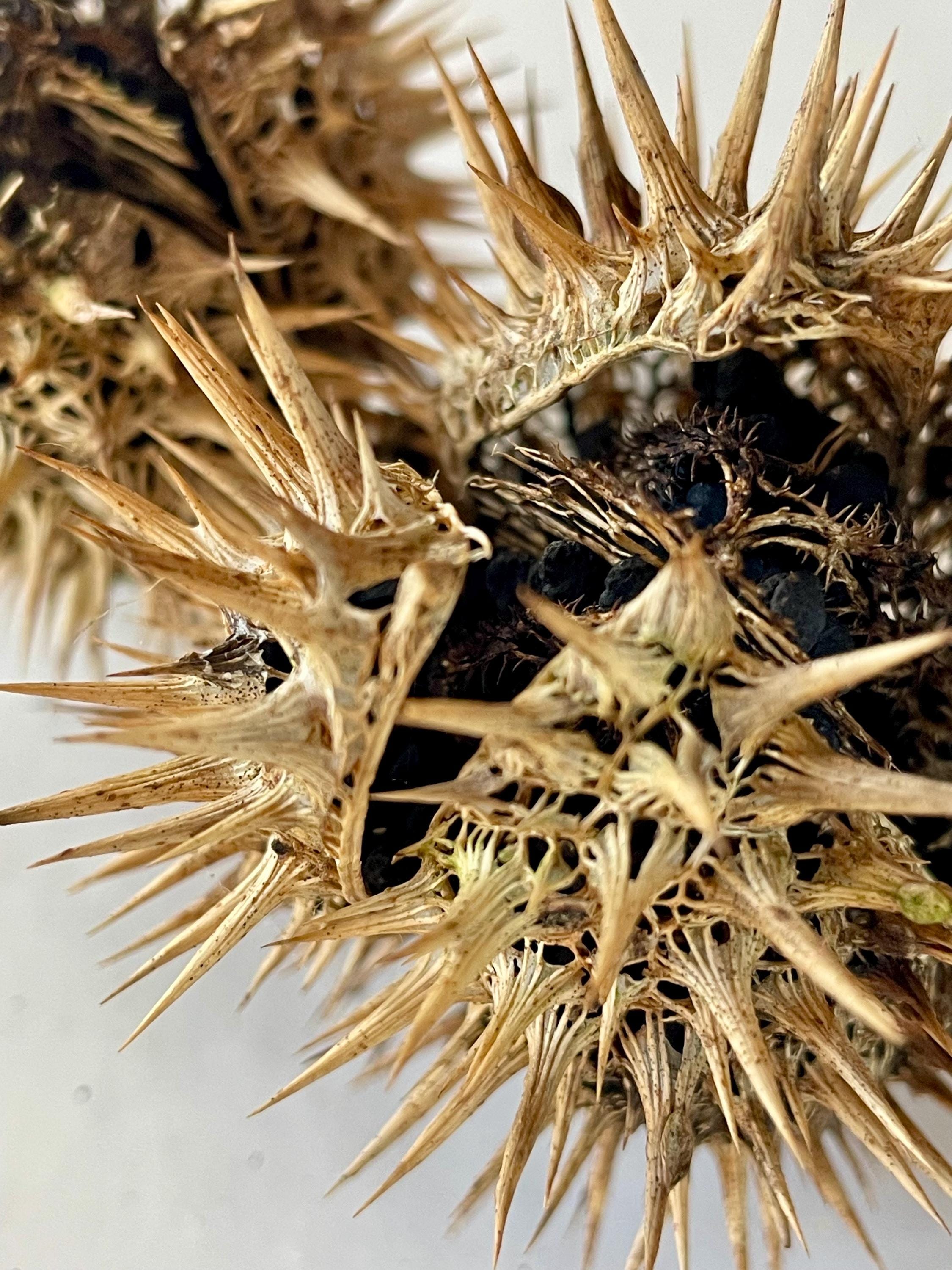 Datura出品 Dried Datura Seed Pod (jimsoneed, Devils Trumpet, Thornapple) - Etsy