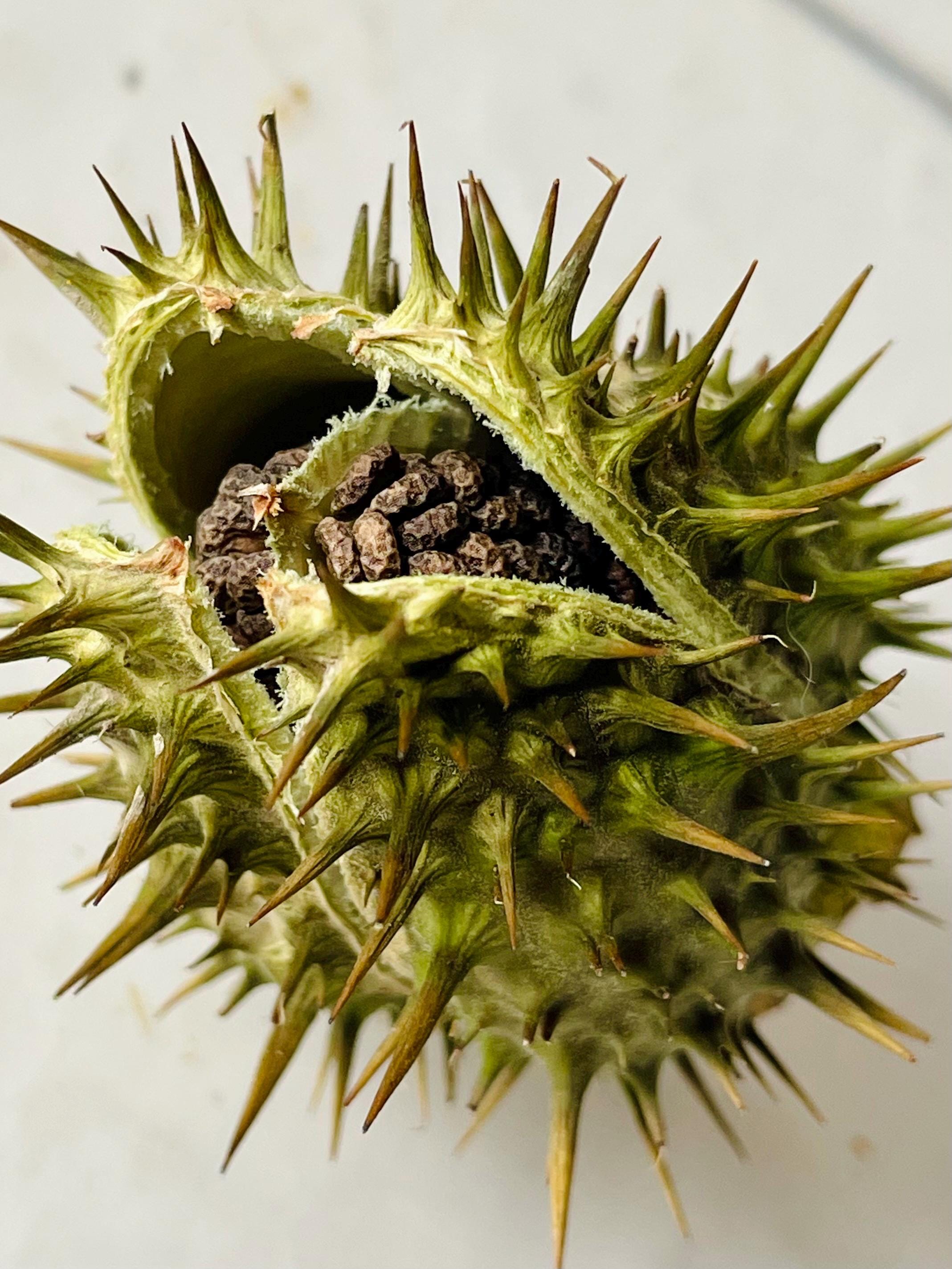 Dried Datura Seed Pod (jimsoneed, Devils Trumpet, Thornapple) - Etsy