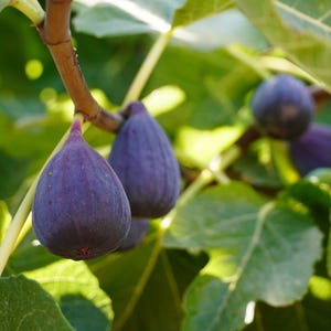 Viooltje De Bordeaux