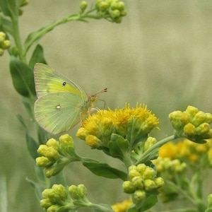 May include: A green butterfly with black markings sits on a yellow flower bud. The flower bud is part of a green plant with many other yellow flower buds.