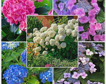 4x Hydrangea macrophylla Mix Varieties XXL Jumbo Plug Plants - 24HR Dispatch